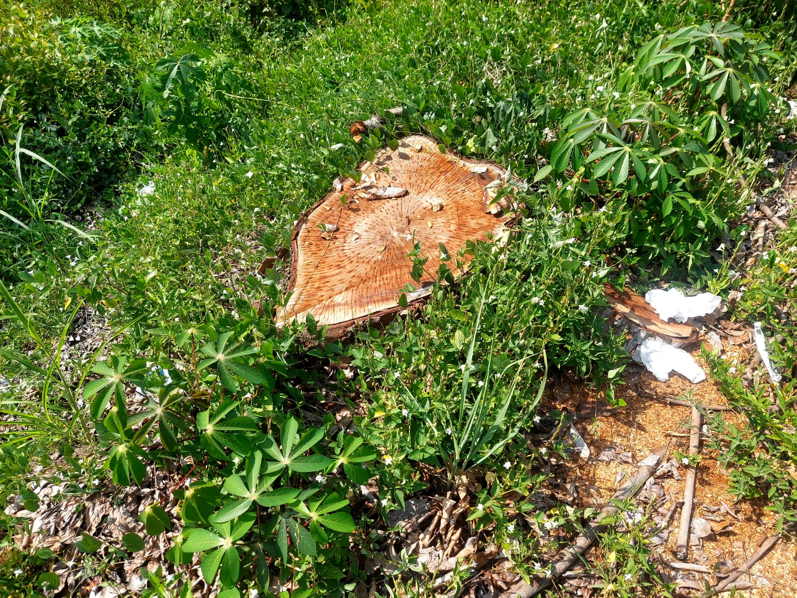 6 Bulan Tanpa Kepastian, Kasus Pencurian Kayu di Sinonsayang Memanas: Keluarga Siap Tempuh Jalur Hukum dan Desak Evaluasi