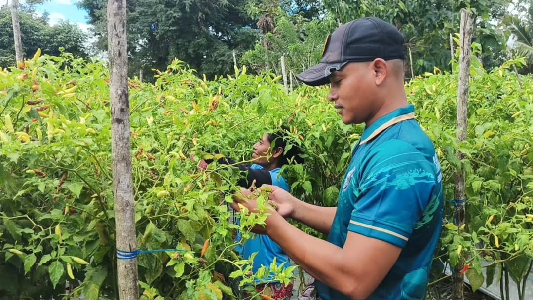Pos Fatubesi Atas Yonarmed 12 Kostrad Bantu Tingkatkan Hasil Pertanian Warga Perbatasan